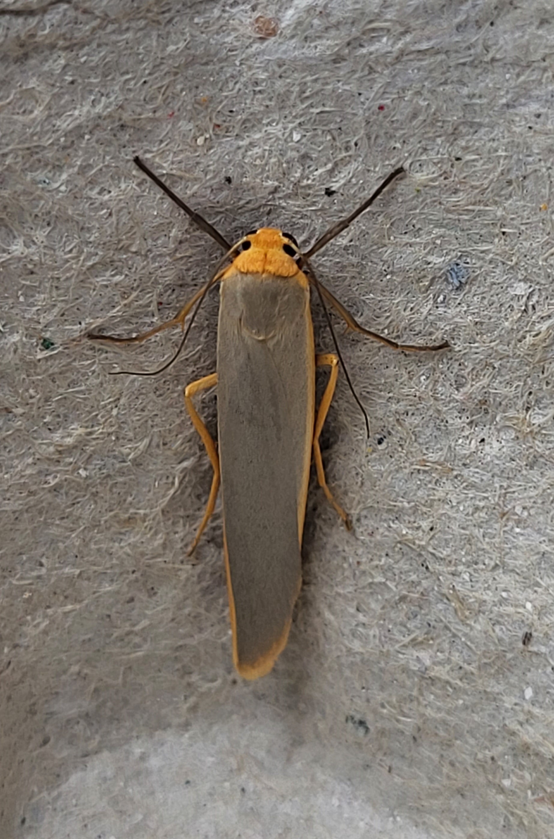 Photo of Scarce Footman (Eilema complana)